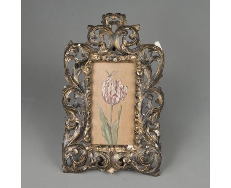 Jan Van Kessel the older (1626 – 1679) – School. Tulip with insect. Oil on wooden panel in a gilded and carved florentine fra