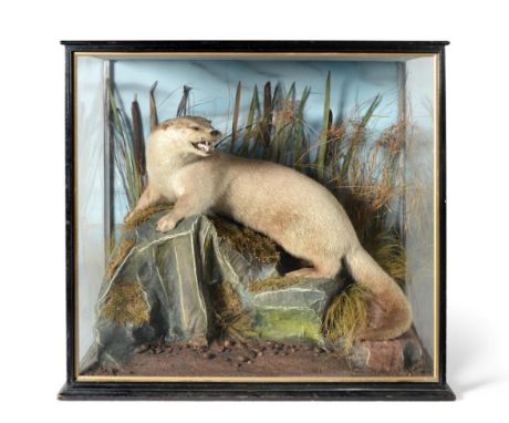 Taxidermy: Eurasian Otter (Lutra lutra) circa 1930, full mount stood upon a large faux rock in a river bank setting with head