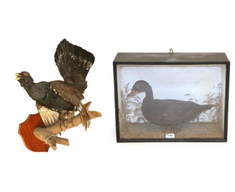 Taxidermy: Capercaillie (Tetrao urogallus) circa late 20th century, full mount cock bird perched upon a large tree branch wit