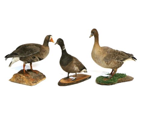 Taxidermy: Geese, circa late 20th century, full mount Bean Goose (Anser fabalis) stood upon artificial grass mounted on a sli
