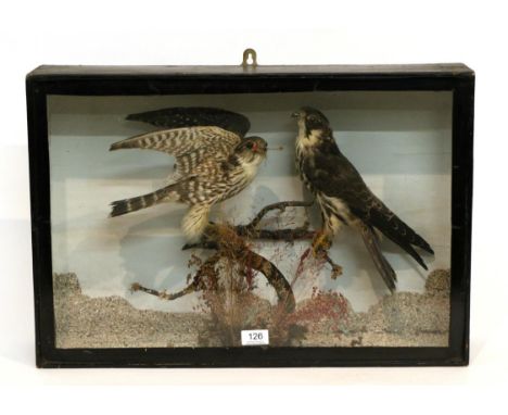 Taxidermy: Victorian Birds of Prey, Hobby (Falco subbuteo) Merlin (Falco columbarius) by J T Storrs, No 6, Silver St, Doncast