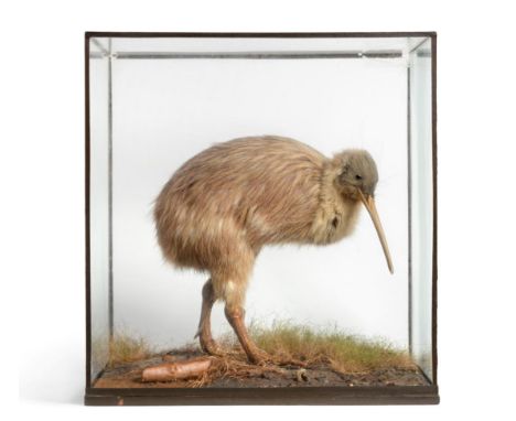 Taxidermy: A Northern Brown Kiwi (Apteryx mantelli) by Rowland Ward, a full mount female bird with unusual colouring to the f