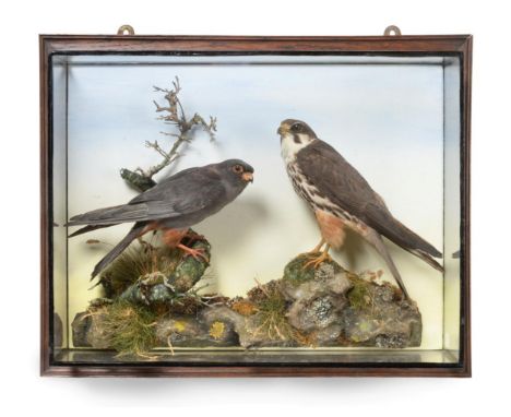 Taxidermy: Birds of Prey, by H Murray of Carnforth, circa 1910, Red Footed Falcon (Falco vespertinus) and a Hobby (Falco subb
