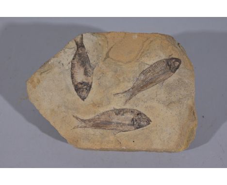 Knightia Humilis Herring Species Eocene Epoch 50,000,000 yrs old Green River Formation Lincoln Co., WyomingMineral & Fossil G
