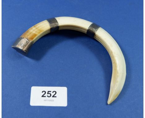 A hogs tusk cloak pin with white metal mounts, 13cm wide
