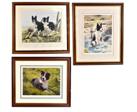 STEVEN TOWNSEND (Born 1955); three pencil signed limited edition prints to include Collie dogs in landscape setting, largest 