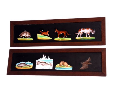 Mahogany-mounted Magic Lantern Slides: set of various animals, each described with Latin genus and common family name, hand p