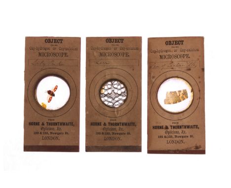 Mahogany-mounted Magic Lantern Slides: Horne & Thornthwaite mounted biological projection microscope specimen slides, each ti