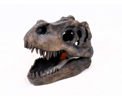 A composition model of a young dinosaur jaw, w.18cm