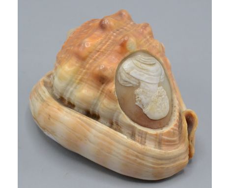 A cameo conch shell, carved with the portrait of a bearded gentleman, height 6cm, length 9.2cm, width 7cm.