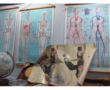 Three Wall Hanging St John Ambulance Linen Backed Training Posters  Colour Printed, Circulation Front View Body and Skeleton 