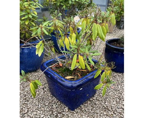 Large square blue glazed planter with plant 