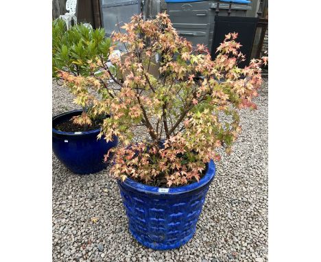 Large blue glazed planter with plant 