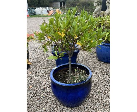 Large blue glazed planter with plant 