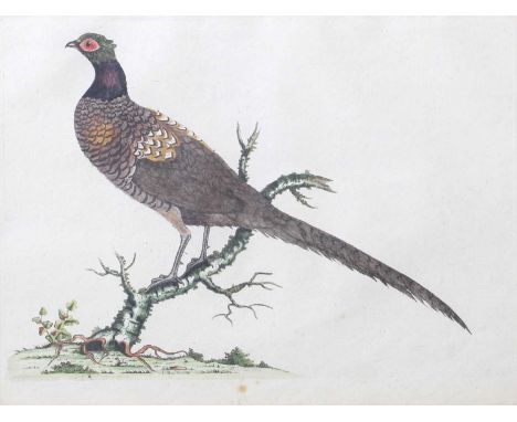 Style of Peter PaillouStudy of a pheasant on a branchHand-coloured print; together with a further vignette scale study of bir