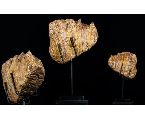 A Large Woolly Mammoth Tooth From The Devensian Period, 110,000-12,000 years BP. Tooth of Mammuthus primigeniu, a large examp