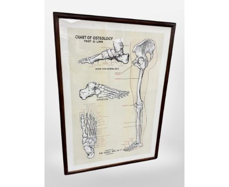An osteology diagram published by Scholl M. F. G. in oak frame, 63cm x 45cm.