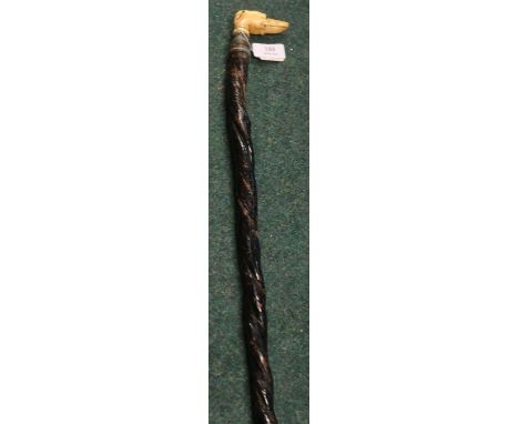 Victorian bulls pizzle walking stick with added carved Ivory dogs head grip 