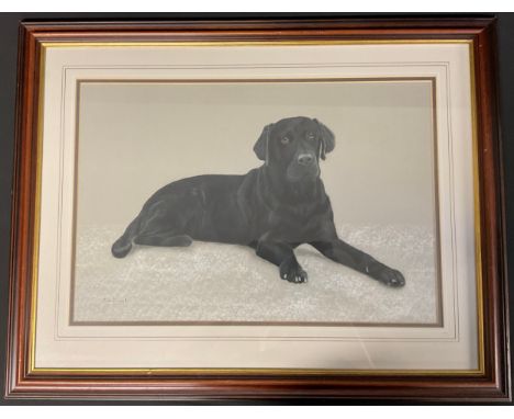 Bob Elcock (20th/21st century) Sooty the Black Labrador, signed, pastel, 36.5cm x 54.5cm
