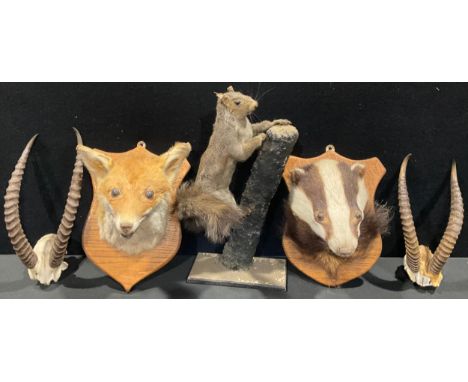Taxidermy - a fox head, shield shaped mount, 28cm high; another, a badger head, 26cm high; a squirrel, naturalistically mount