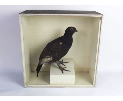 Taxidermy - Robert Duncan of Newcastle Upon Tyne, a cased black grouse (black cock) signed to the upper right-hand side R Dun