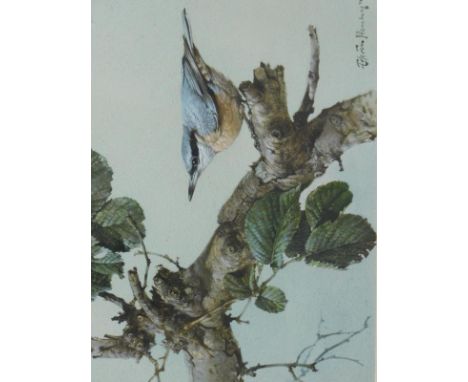 Edwin Penny (b.1930). Nuthatch, watercolour, signed, Frost and Reid dated label verso, 22/8/1975 with F R Bell Puch &amp; Co.