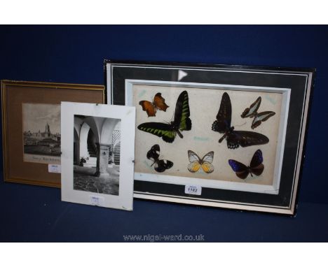 A framed Butterfly Collection and a Hackney in Middlesex Print 