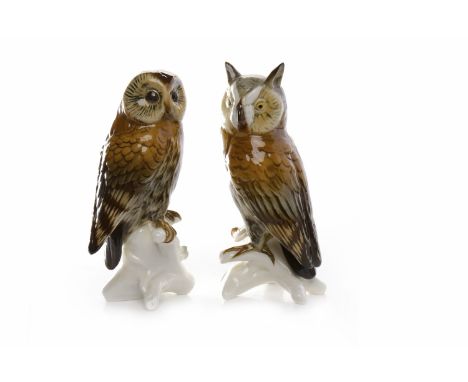 DRESDEN PORCELAIN MODEL OF A LONG EARED OWLby Karl Ens, 16cm high; and another of a tawny owl, 15.5cm high (2)