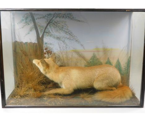 A taxidermied fox, in painted mount with gate, trees etc., the base applied with grasses etc., the ebonised glazed case 91cm 