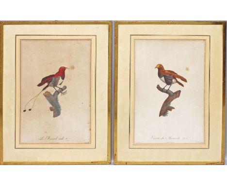 Barraband, Jacques (1768 Aubusson - Lyon 1809) Zwei kolorierte Kupferstiche: "Veriété du Manucode No. 8" und "Le Manucode mal