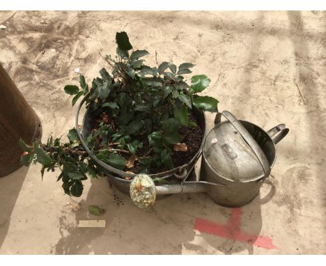 A VINTAGE METAL BUCKET (PLANTED) AND A VINTAGE WATERING CAN 