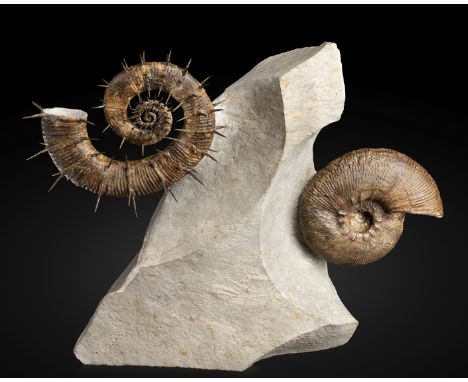 Cluster d'ammonites sur leur sculpturale matrice  Ammonite Cluster on Sculptural MatrixCrioceras curnieri and Olcostephanus s