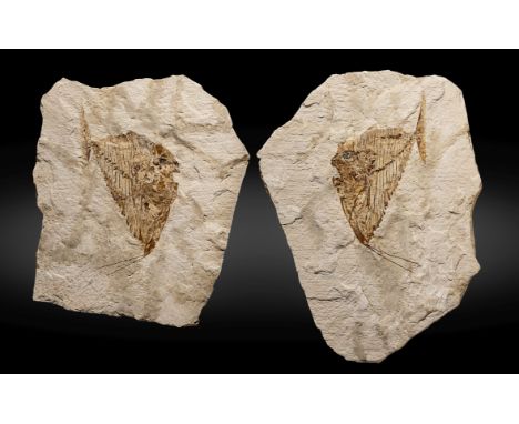 Poisson-lune fossile (positif et négatif) Fossil Moonfish--Positive/NegativeMene rhombea, VOLTA, 1796 Middle Eocene (45 Ma)Mo