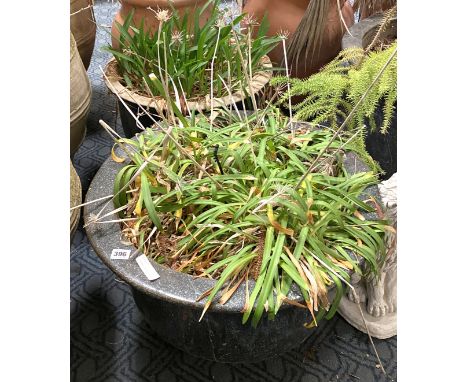 2 CERAMIC POTS WITH PLANTS