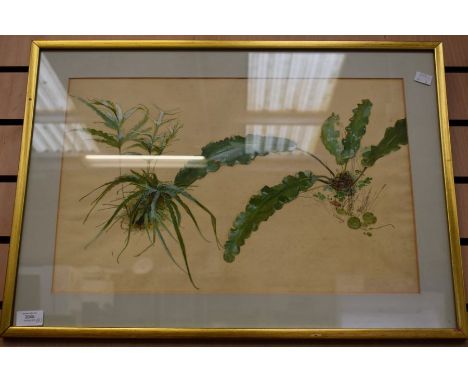 A pair of botanical species studies by R. Pilsbury, an early 20th century artist at Mintons pottery