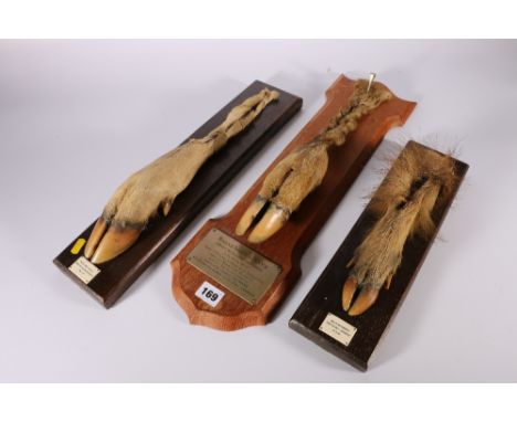 Retz Forrest Rally interest, a taxidermy deer foot with lower leg braiding mounted on oak plinth plaque "Rallye Foret de Retz