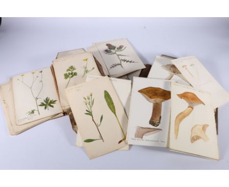 Two bindings containing an estimated 300 watercolour sketch field studies of mushrooms, fungi, flowers and botanical studies 