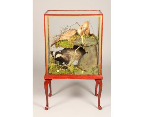 Mounted badger, with a pair of mounted playing stoats. 65cm long, 75cm high, 42cm wide