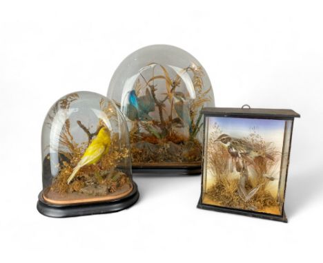 A group of three Victorian cased taxidermy bird groups
Comprising of a pair of kingfishers beside a pond under a glass dome, 