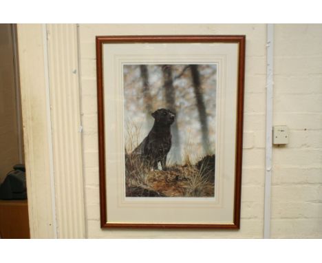 A large framed limited edition print of a black labrador