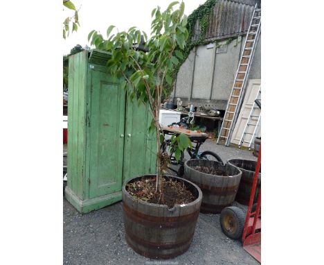 A half barrel planter planted with a cherry tree.