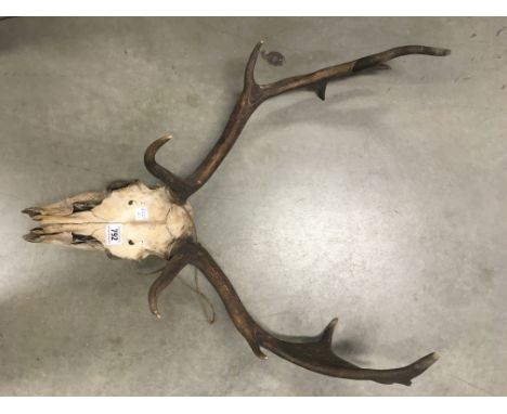 Vintage Deer skull and antler wall hanging