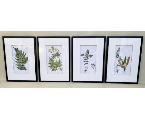 BOTANICAL PRINTS, a set of four, each framed and glazed, 70cm x 50cm. (4) 