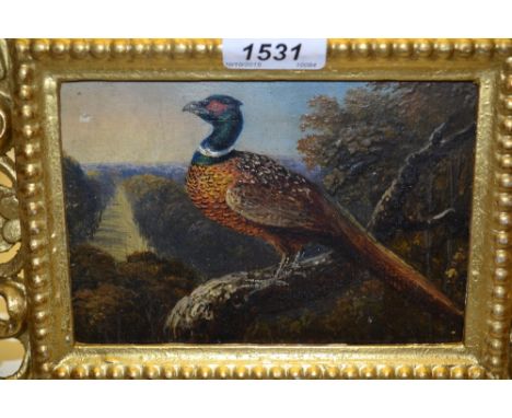 19th Century oil on panel, study of pheasant on a branch with landscape beyond, housed in a Florentine design giltwood frame,