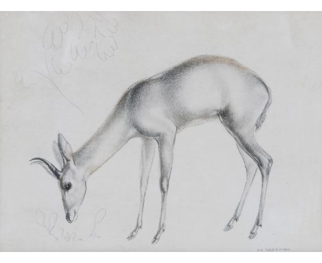 John Rattenbury Skeaping (British, 1901-1980) Young buck signed (lower right) pencil and crayon 12.3cm x 17.3cm.
Note; This i