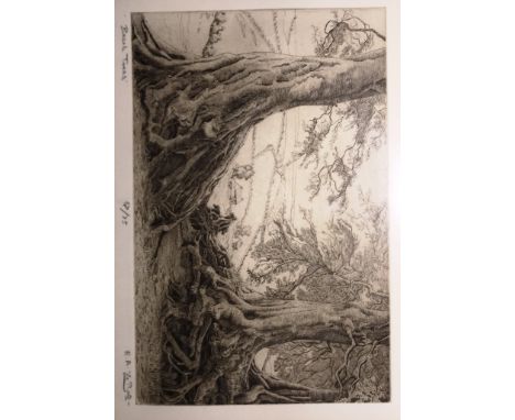 A hand-signed etching of a forest scene, 'Beech Trees', numbered 67/75