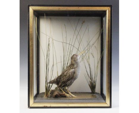 TAXIDERMY: A cased Water Rail by Douglas K Coates, modelled in a standing position amongst reeds within a simulated pool of w