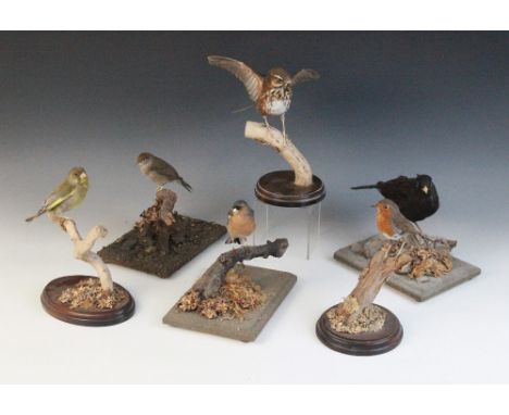 TAXIDERMY: Six un-cased taxidermy garden bird displays, each modelled perched on a naturalistic ground, comprising: a chaffin