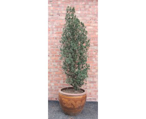 A large modern stoneware planter, filled with an evergreen tree, planter height 49cm 