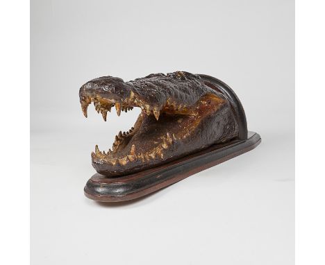 Taxidermy, An antique taxidermy crocodile mounted as a wall bracket or shelf. The subject's jaws pointing down, eyes looking 